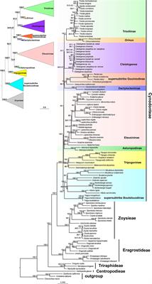 Plastid phylogenomics and morphological character evolution of Chloridoideae (Poaceae)